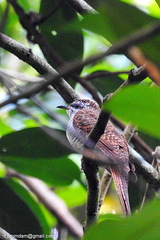 Cacomantis sonneratii