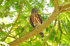 Ninox scutulata