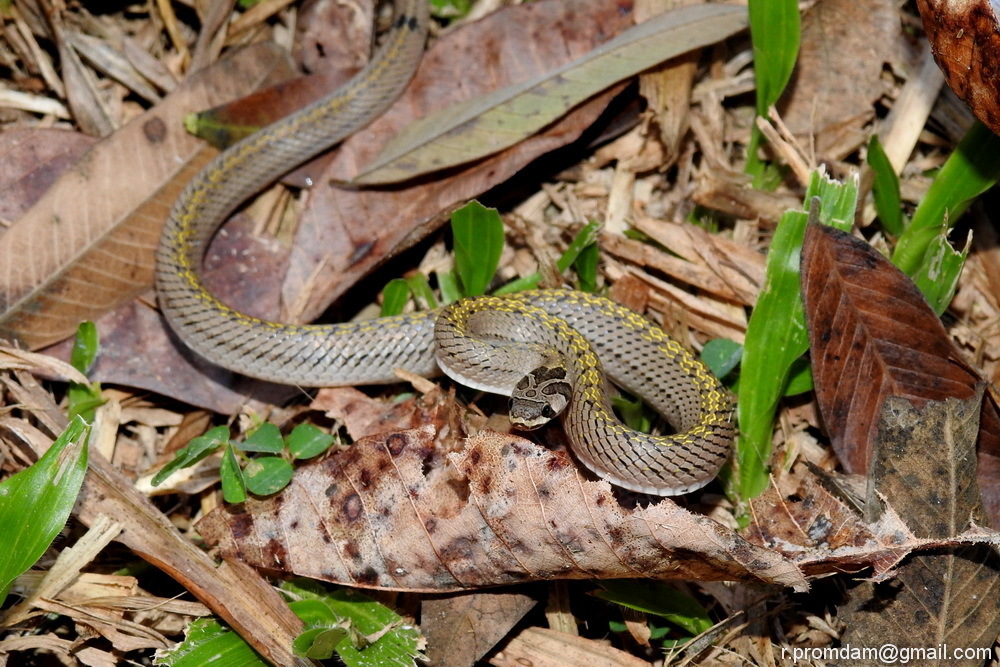 Cambodian Kukri Snake (Snakes Of Thailand) · INaturalist