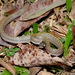 Cambodian Kukri Snake - Photo (c) Rueangrit Promdam, some rights reserved (CC BY-NC), uploaded by Rueangrit Promdam