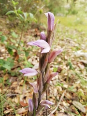 Limodorum trabutianum