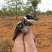 Southern Chinspot Batis - Photo no rights reserved, uploaded by Joseph Heymans