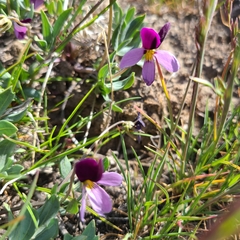 Viola trinervata