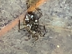 Microvelia americana