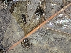 Microvelia americana