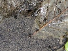 Microvelia americana