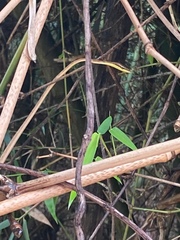 Oxybelis rutherfordi