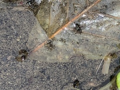 Microvelia americana