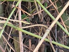 Oxybelis rutherfordi