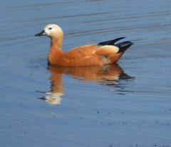 Tadorna ferruginea
