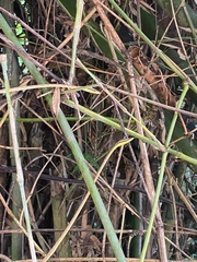 Oxybelis rutherfordi