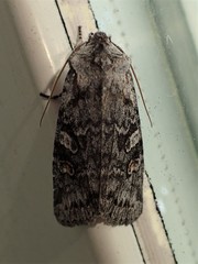 Lithophane pertorrida