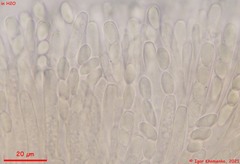 Moellerodiscus capillipes