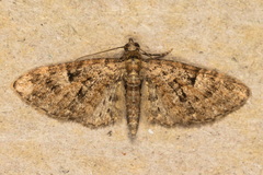 Eupithecia dodoneata