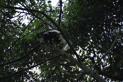 Colobus guereza occidentalis