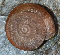 Image of Caracollina lenticula