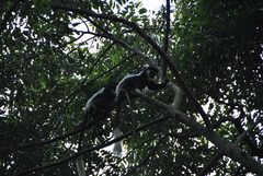 Colobus guereza occidentalis
