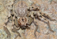 Eusparassus levantinus