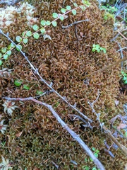 Sphagnum fuscum