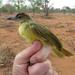 Chlorocichla flaviventris flaviventris - Photo no hay derechos reservados, subido por Joseph Heymans