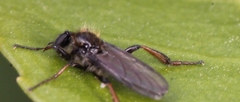 Bibio lanigerus