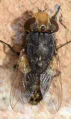 Miltogramma aurifrons