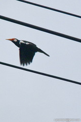 Gracupica floweri
