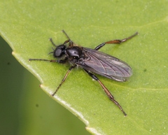Bibio lanigerus