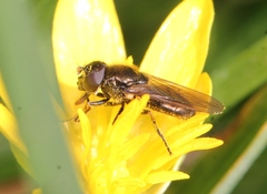 Cheilosia pagana