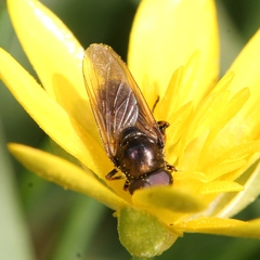Cheilosia pagana