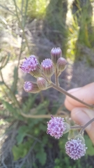 Senecio purpureus