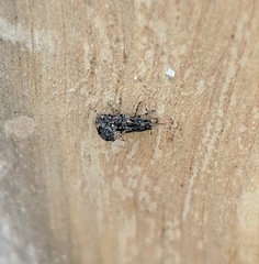 Goniocloeus bimaculatus