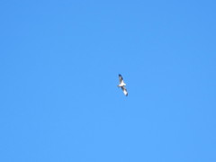 Pandion haliaetus
