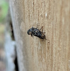 Goniocloeus bimaculatus