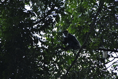 Colobus guereza occidentalis