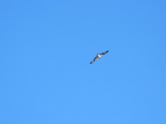 Pandion haliaetus
