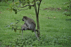 Chlorocebus pygerythrus