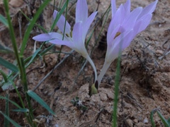 Colchicum