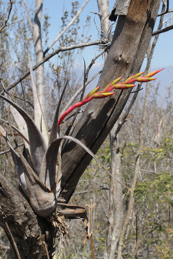 Tillandsia tehuacana