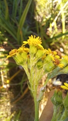 Senecio lanceus