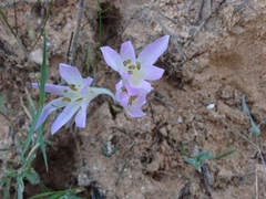 Colchicum