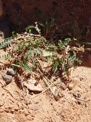 Astragalus lentiginosus