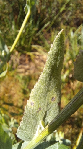 Image of Senecio lanceus by (c) kevin koen, some rights reserved (CC BY-SA)