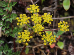 Lomatium hallii