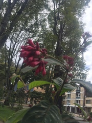 Cestrum elegantissimum