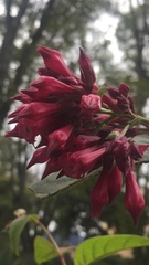 Cestrum elegantissimum