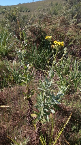 Image of Senecio lanceus by (c) kevin koen, some rights reserved (CC BY-SA)