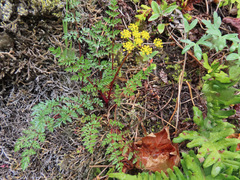 Lomatium hallii