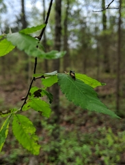 Stictocephala stimulea