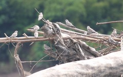 Chordeiles rupestris